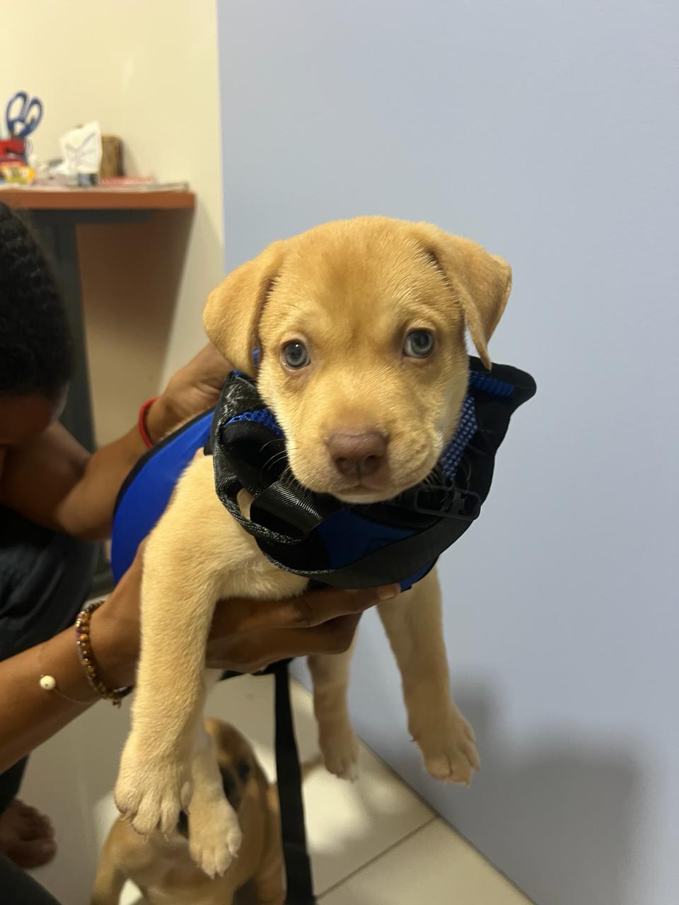 Chiens à adopter